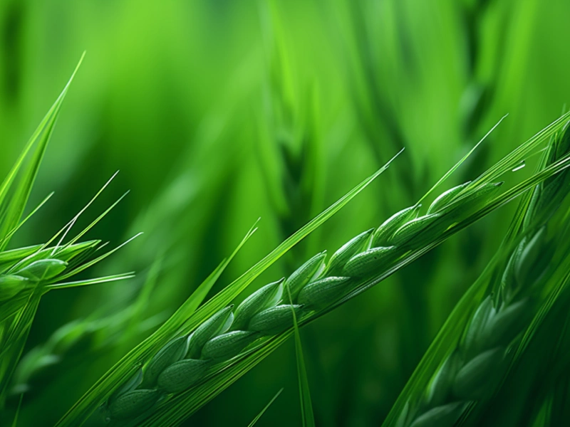 wheat grass